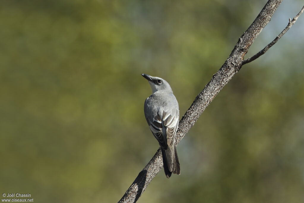 White-bellied Cuckooshrike, identification