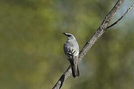 White-bellied Cuckooshrike