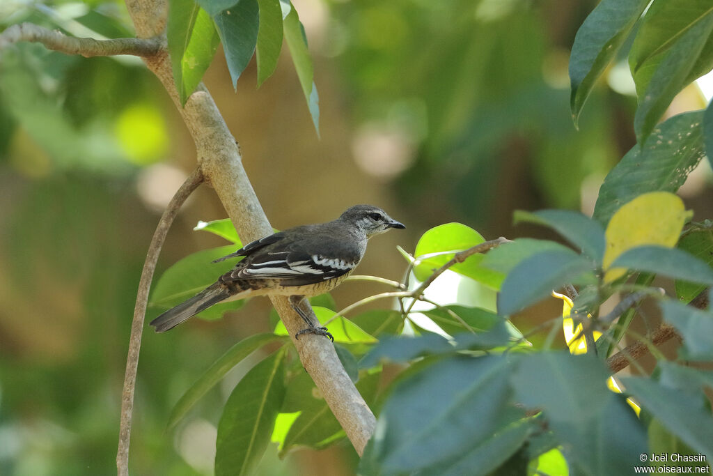 White-shouldered Triller