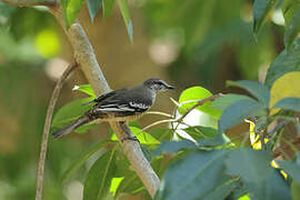 White-shouldered Triller