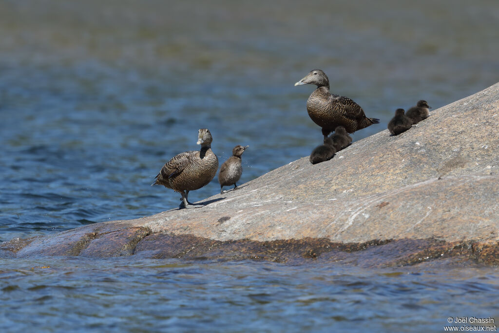 Common Eider