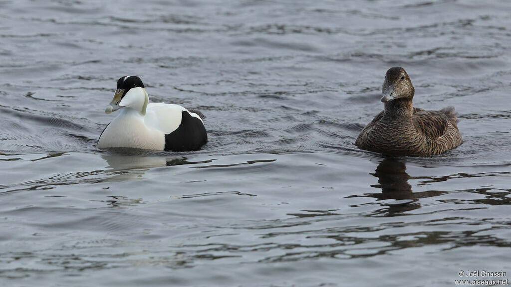 Eider à duvetadulte