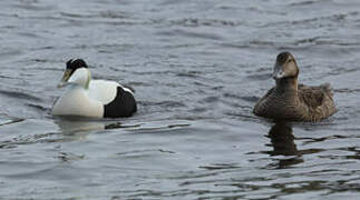 Eider à duvet