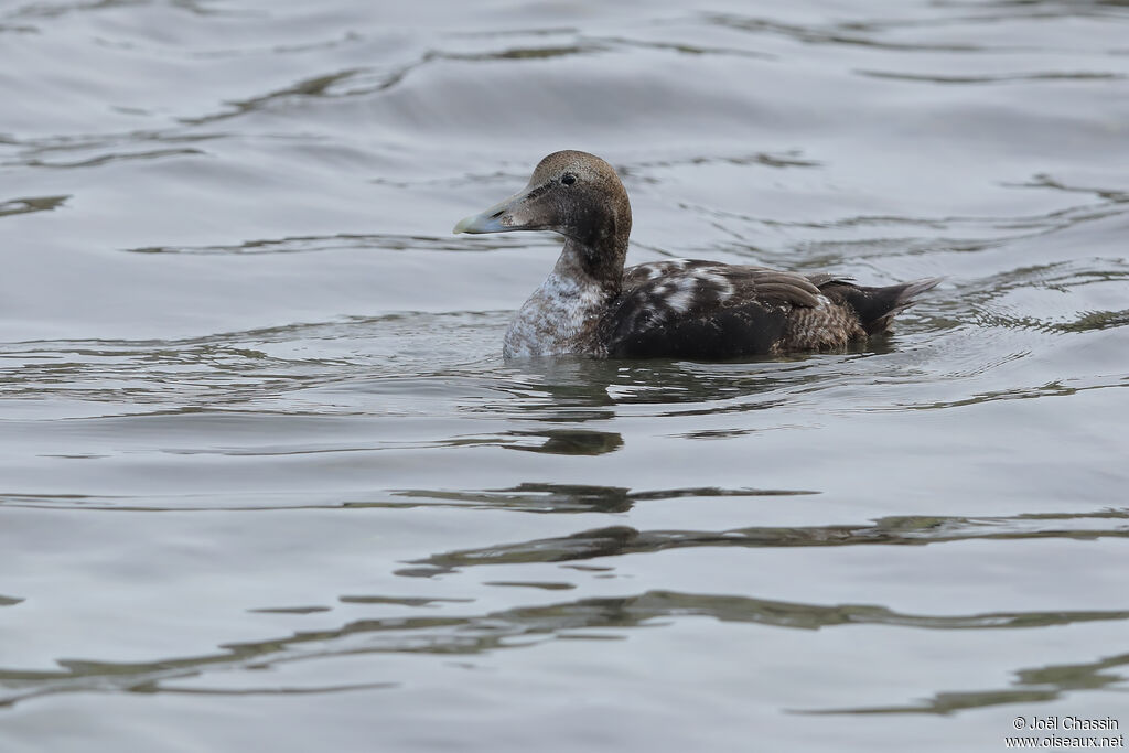 Eider à duvetimmature