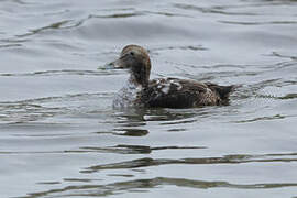 Eider à duvet