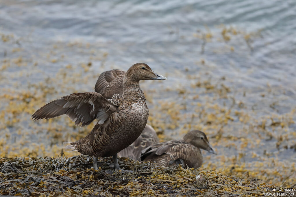 Eider à duvet femelle