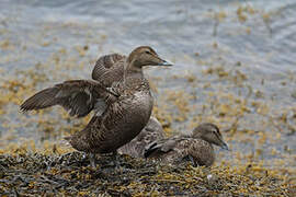 Common Eider