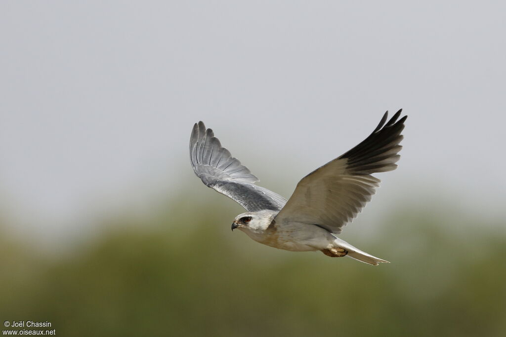 Black-winged Kite, Flight