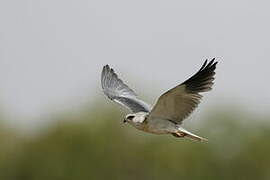 Black-winged Kite