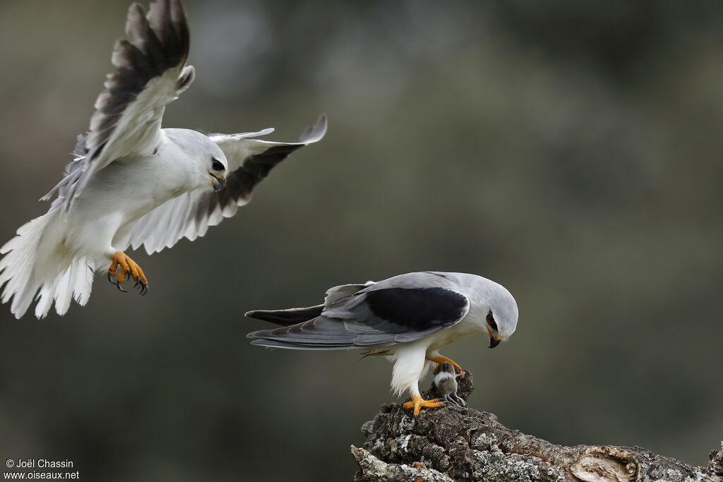 Élanion blancadulte, pêche/chasse, mange