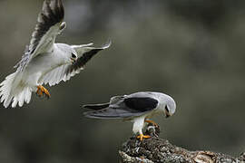 Black-winged Kite