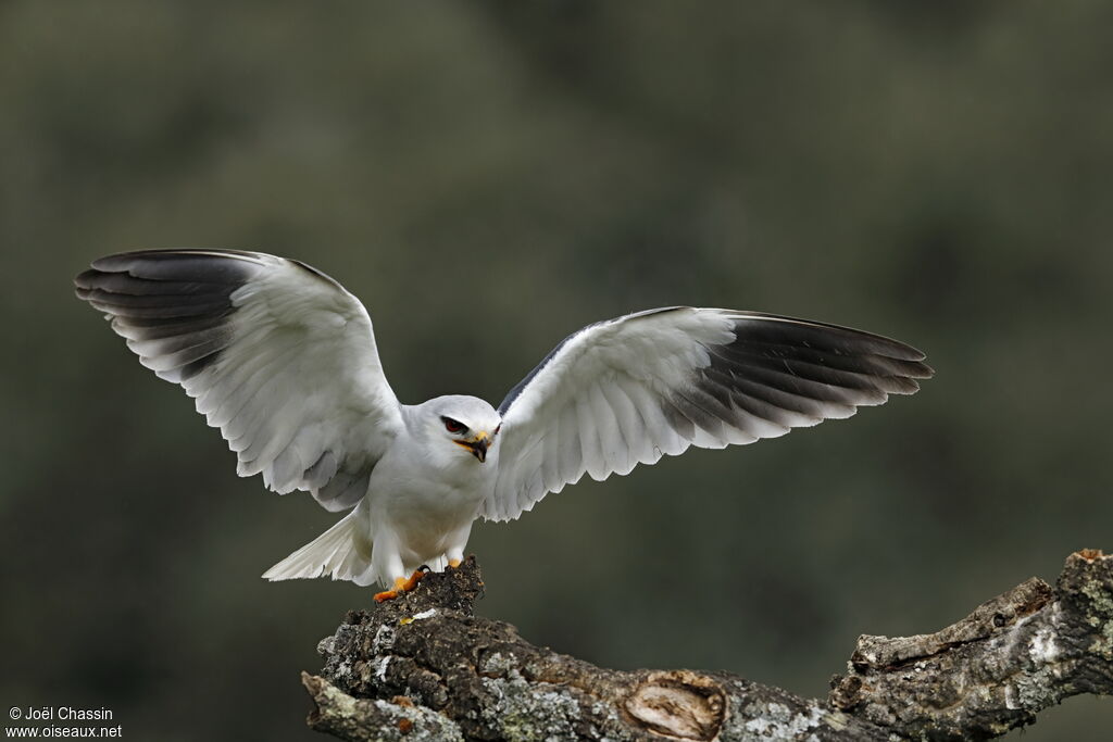 Élanion blanc, identification