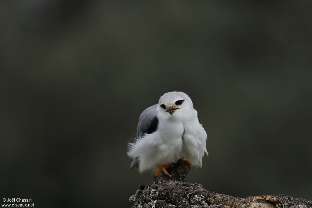 Élanion blanc, identification