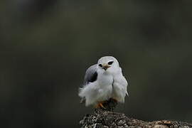 Black-winged Kite