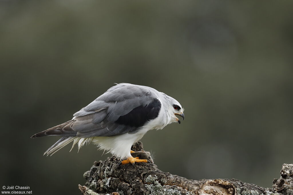 Élanion blanc, identification, pêche/chasse, mange