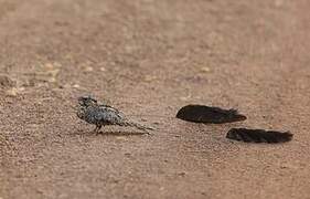 Standard-winged Nightjar