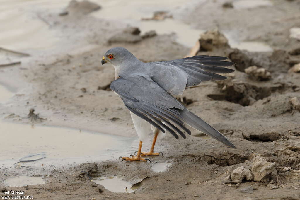 Shikra male adult, aspect, pigmentation