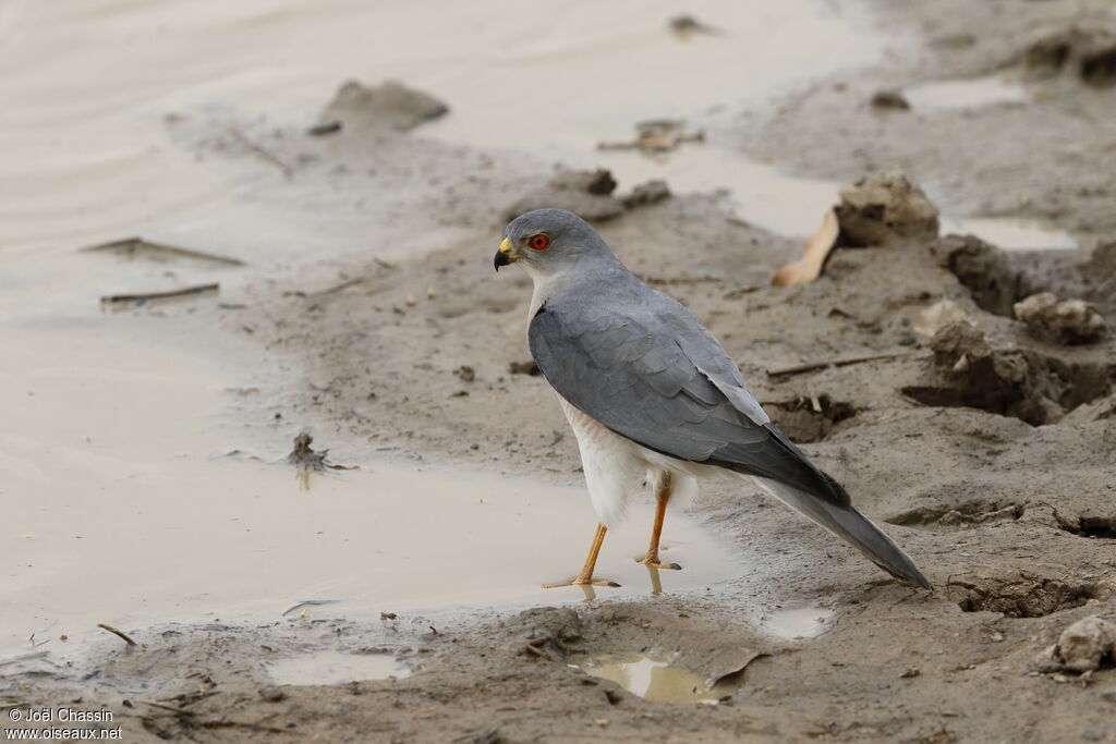 Épervier shikra, identification