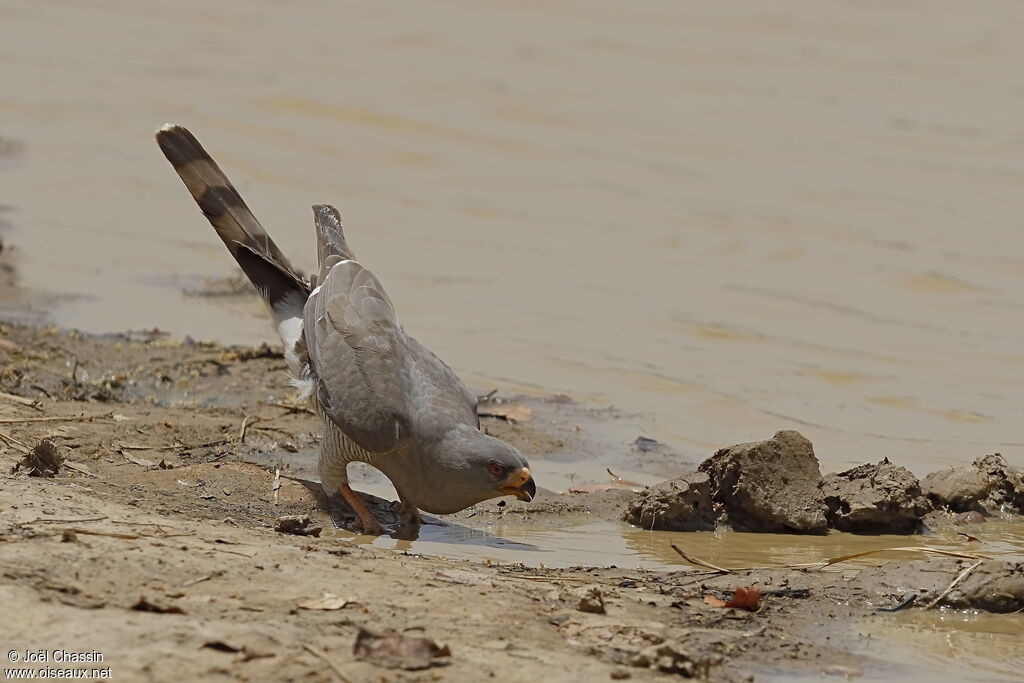 Shikra, identification