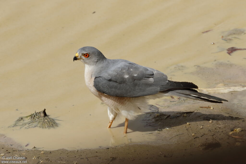 Épervier shikra, identification