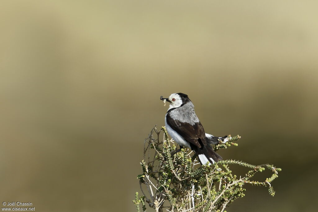 White-fronted Chat, identification