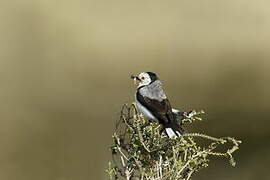 White-fronted Chat