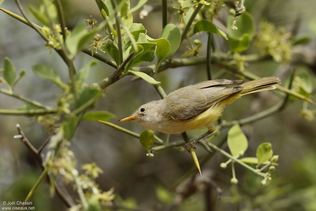 Senegal Eremomela, identification