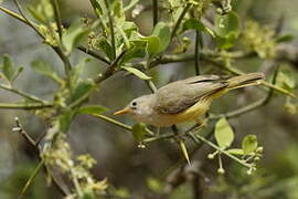 Senegal Eremomela