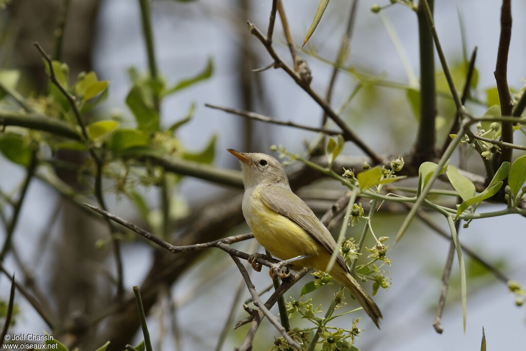 Senegal Eremomela, identification