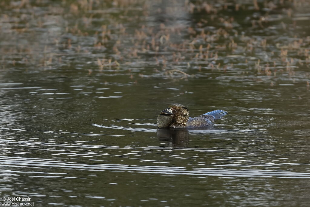 Musk Duck, identification