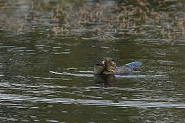 Musk Duck