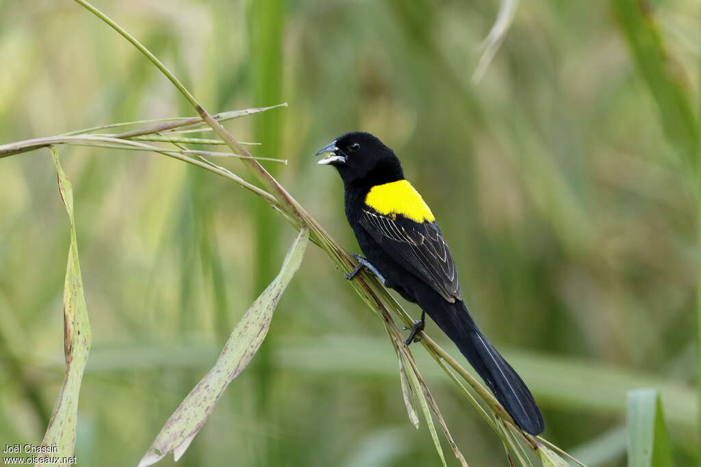 Yellow-mantled Widowbird male adult breeding, identification