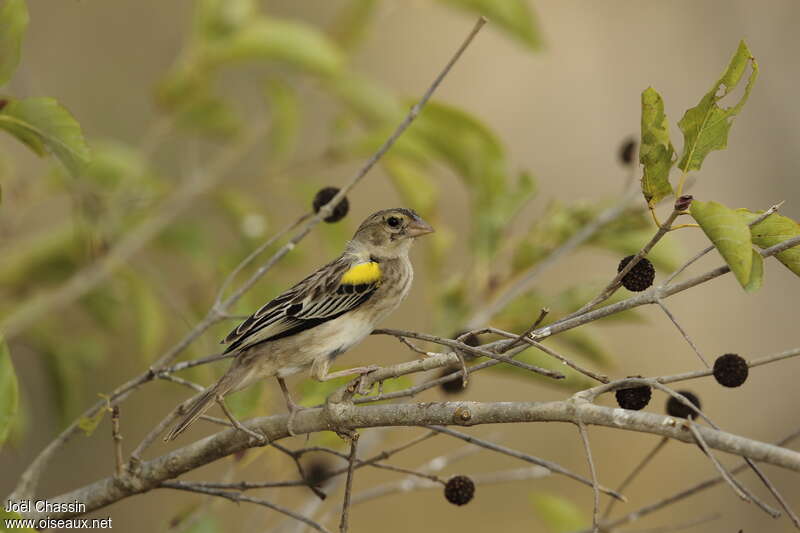 Yellow-mantled Widowbird male adult post breeding, identification