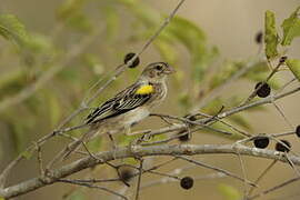 Yellow-mantled Widowbird