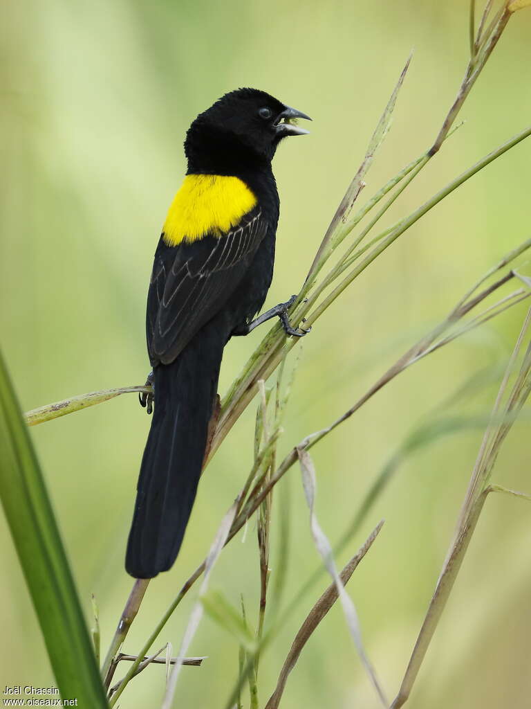 Yellow-mantled Widowbird male adult breeding, pigmentation, eats