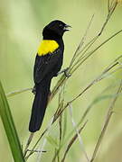 Yellow-mantled Widowbird