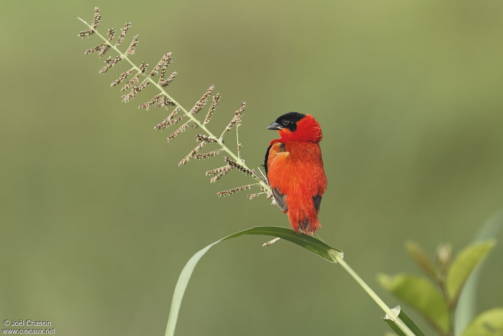 Northern Red Bishop male adult breeding