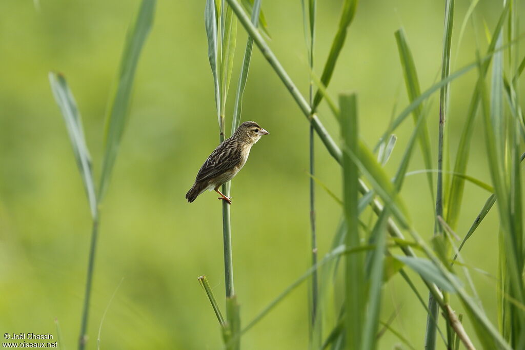 Northern Red Bishop female