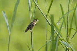 Northern Red Bishop