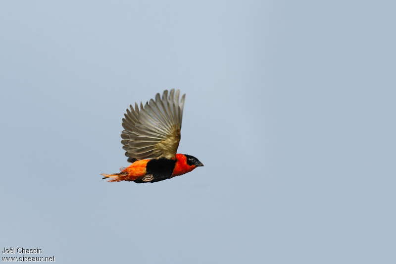 Northern Red Bishop male adult breeding, Flight