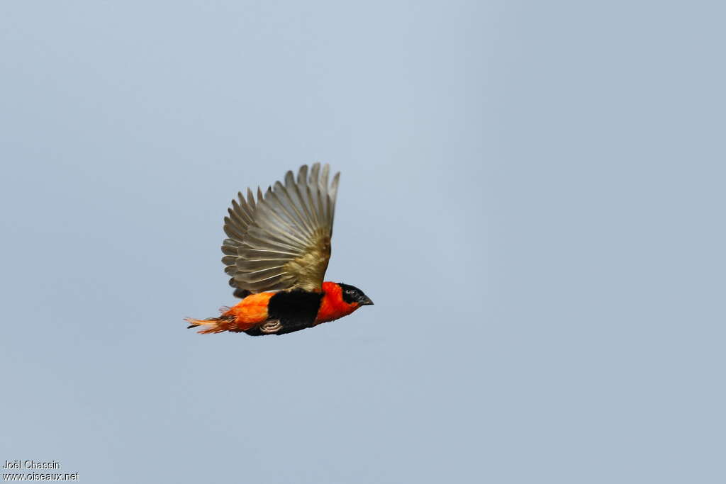 Northern Red Bishop male adult breeding, Flight