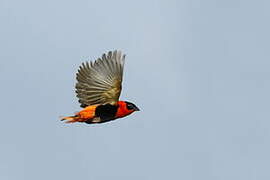 Northern Red Bishop