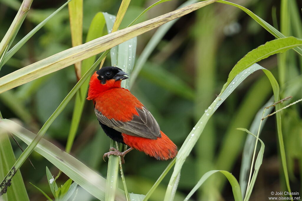 Northern Red Bishop male adult breeding