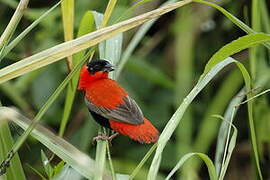 Northern Red Bishop