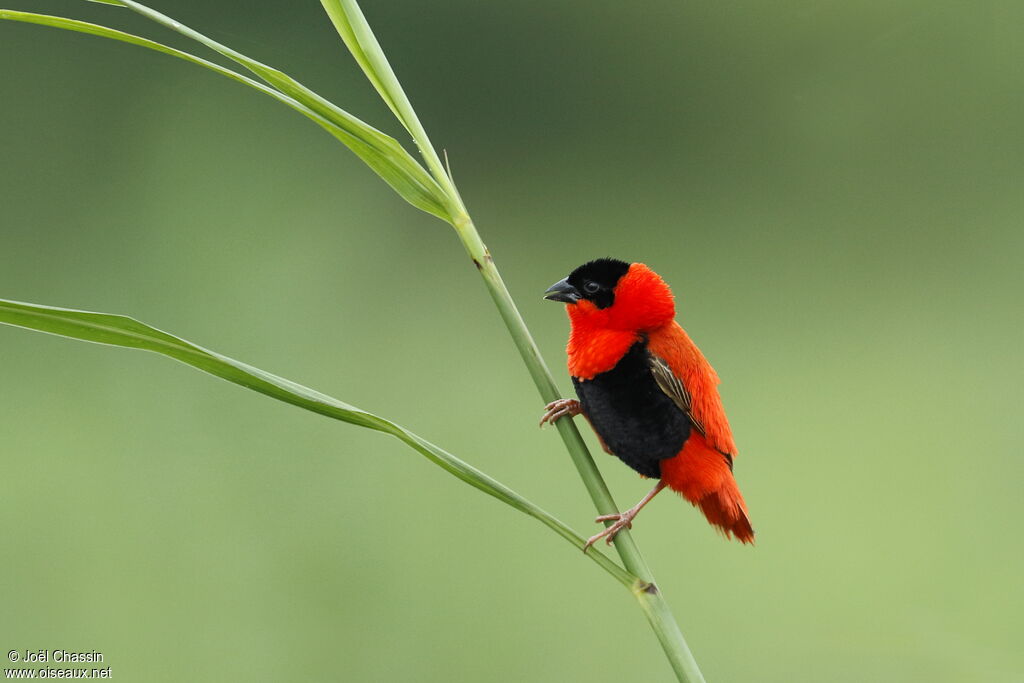 Northern Red Bishop male adult breeding