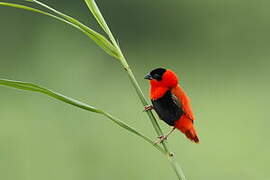 Northern Red Bishop