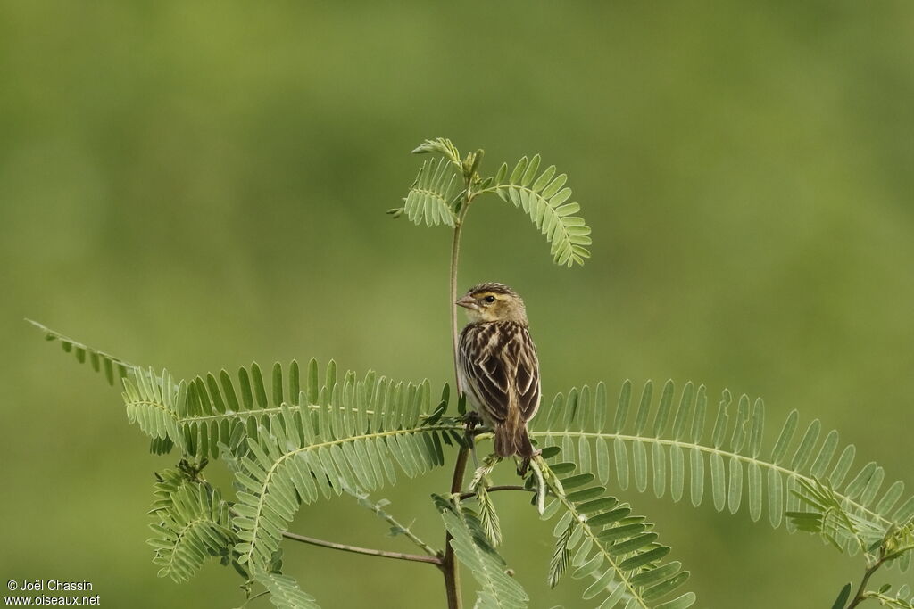 Northern Red Bishop female adult, identification