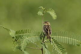 Northern Red Bishop