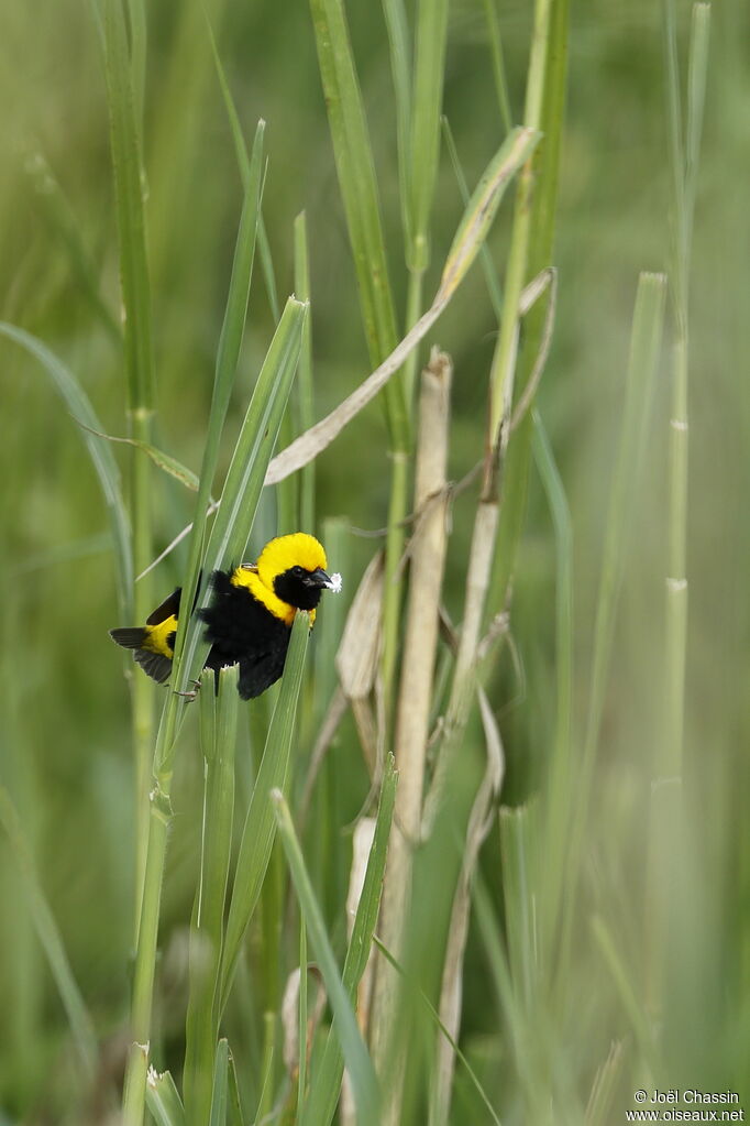 Yellow-crowned Bishopadult breeding, identification