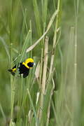 Yellow-crowned Bishop